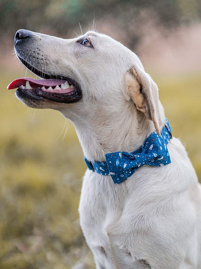 Dog Collar with Bow